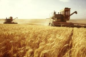 Récolte du blé