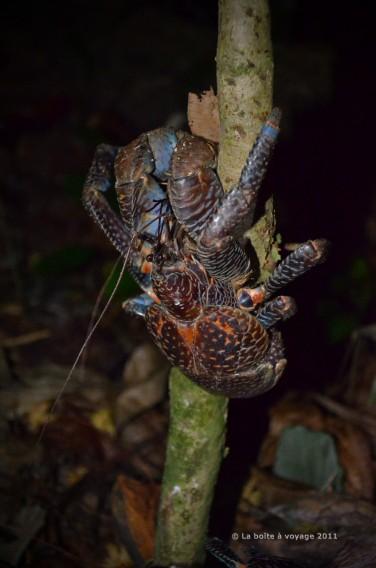 Crabe de cocotier : il vit terré dans le sable et ne sort que la nuit pour se nourrir (Tomken, îles Togian, Sulawesi Centre, Indonésie)