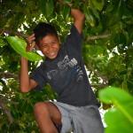 Fais joue dans les arbres (Tomken, îles Togian, Sulawesi Centre, Indonésie)
