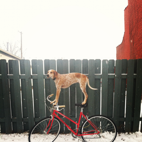 Maddie The Coonhound, Detroit, MI - Happy Valentines Day! 14 Feb 2012 ©Theron Humphrey