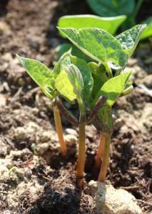 semis de haricots qui lèvent