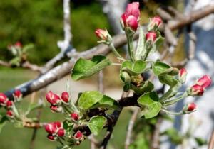 bouquets de fleurs sur les pommiers