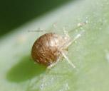 puceron momifié par une guêpe auxilliaire