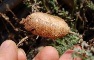 ponte de mante religieuse