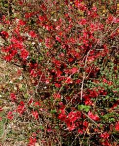 chanomeles - cognassier du japon en fleurs