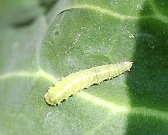 auxilliaire - larve de syrphe en chasse sur un choux