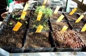 semis de fleurs attiré par la lumière