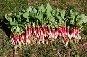 récolte de radis précoses