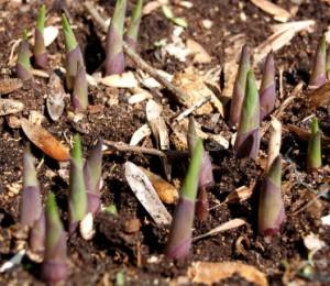 les hostas poussent