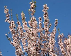 amandier en fleurs