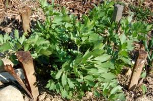 liveche, Ache des montagne, maggi