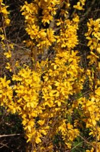 Floraison précoce du forthysias