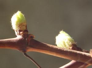 bourgeons de vigne