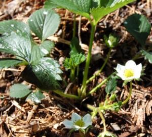 Fraisiers remontants en fleurs