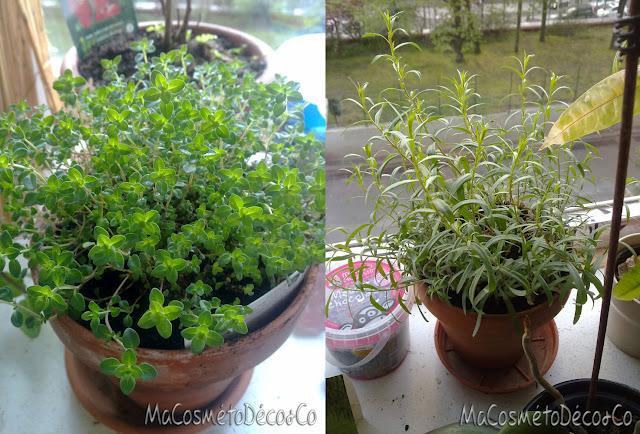 Le potager, le retour ! Les envies de 2012...