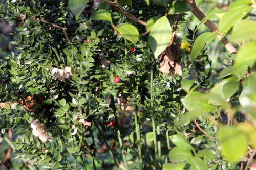 11 mme martin veneux 23 mars 2012 007.jpg