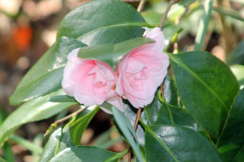 14 ave maria 28 mars 2012 035.jpg