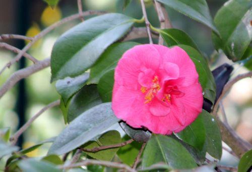 13 gloire 28 mars 2012 052.jpg