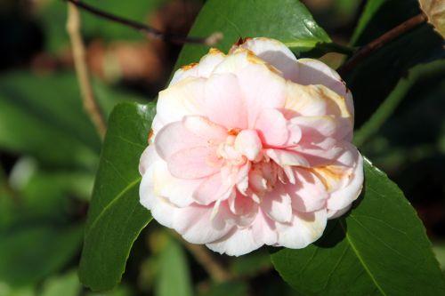 15 ave maria 28 mars 2012 036.jpg