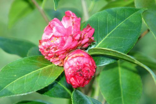 1 paul 8 mars 2012 040.jpg