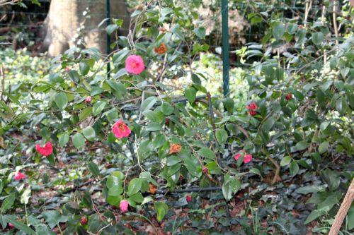 12 gloire 28 mars 2012 051.jpg