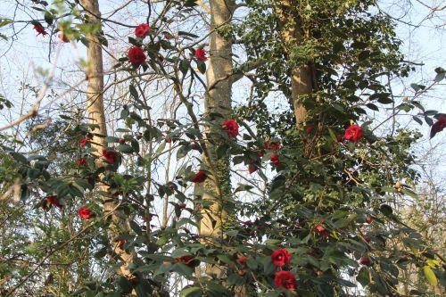 6 adolphe veneux 23 mars 2012 037.jpg