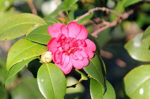 10 mme martin veneux 23 mars 2012 005.jpg