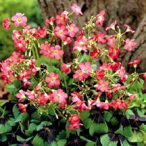 Bouturer l'Oxalis