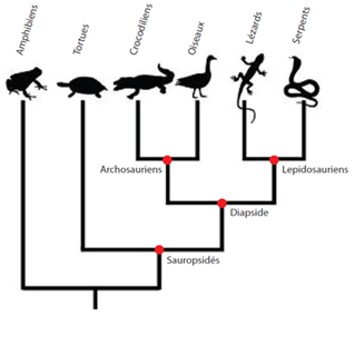 Phylogénie des Sauropsidés