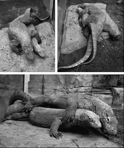 Copulation chez V. komodoensis, Judith Bryja, Houston Zoo