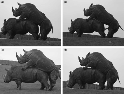 Copulation chez les Rhinocéros, West Midland Safari and Leisure Park, Worcestershire, UK.
