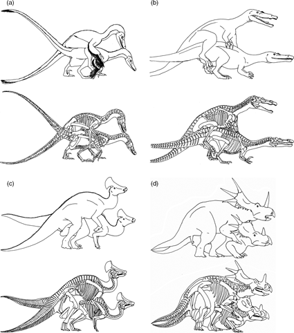 Postures sexuelles pour (a) Velociraptor mongoliensis; (b) Baryonyx walkeri (c) Olorotitan arharensis et (d) Styracosaurus albertensis, Isles 2009 Postures sexuelles pour (a) Velociraptor mongoliensis; (b) Baryonyx walkeri (c) Olorotitan arharensis et (d) Styracosaurus albertensis, Isles 2009