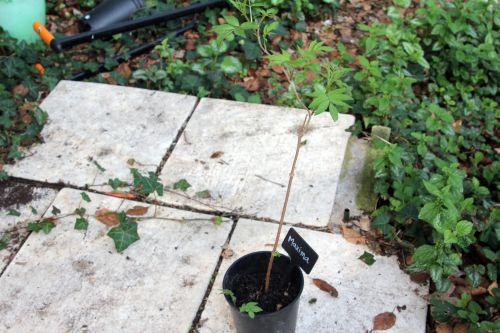 maxima 1 30 mars 2012 004.jpg