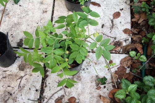 palmensis 30 mars 2012 012.jpg