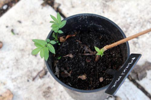 maxima 2 30 mars 2012 008.jpg