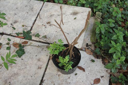 monstrosa 30 mars 2012 010.jpg