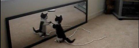 Chaton vs Miroir