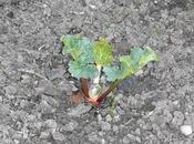 Plantes notre jardin