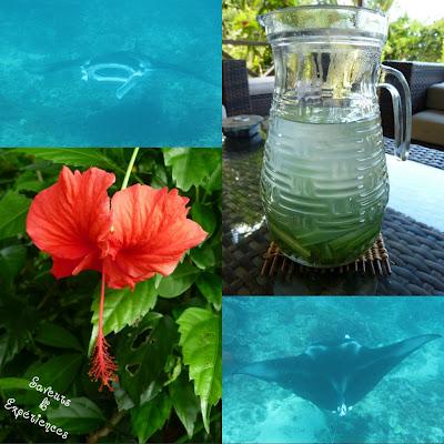 Infusion Glacée de Bali, Citronnelle & Citron Vert