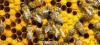 Mortalité des abeilles : le Parlement européen alerte l'opinion