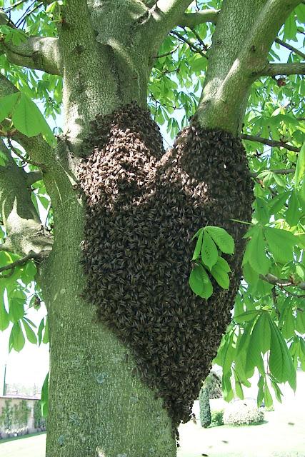 Bonne nouvelle pour les abeilles, le Cruiser bientôt interdit