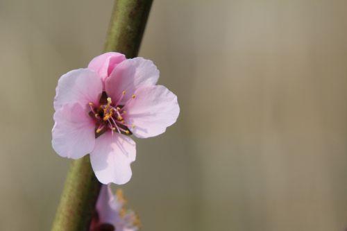 romi 30 mars 2012 056.jpg