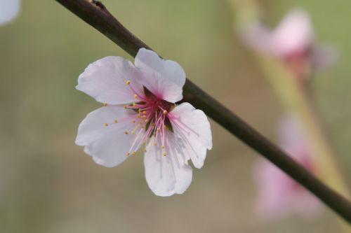 romi 30 mars 2012 054.jpg