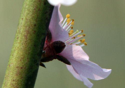 romi 30 mars 2012 058.jpg