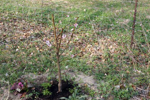 ingrid romi 30 mars 2012 049.jpg