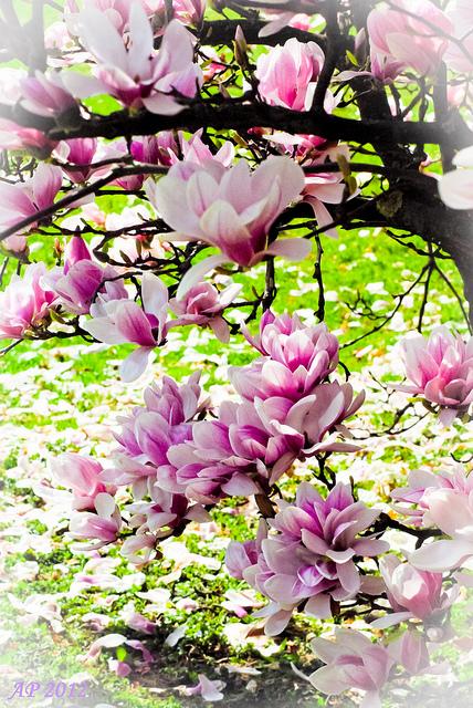 Floraison / Blossoming