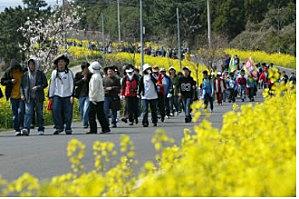 서귀포유채꽃 걷기대회