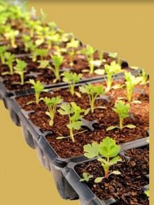 Construire votre semence