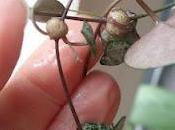 Boutures Ceropegia Linearis