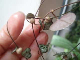 Boutures Ceropegia Linearis